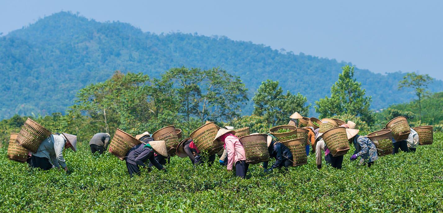 Workers in conical hats stand in a lush green field, picking crops and carrying large woven baskets on their backs. This scene illustrates how immigration helps the economy by providing essential labor. In the background, a forested mountain range is visible under a clear blue sky.